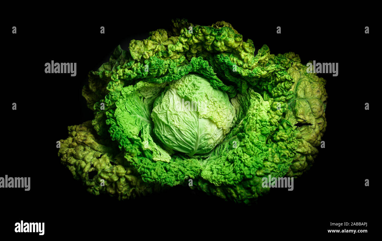 Frische organische Kohl auf schwarzem Hintergrund. Lebendige, grüne Kopfkohl Draufsicht Stockfoto