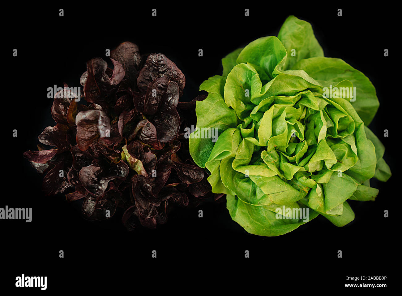 Red Oak Leaf Salat und grünem Salat Salat auf schwarzem Hintergrund Stockfoto