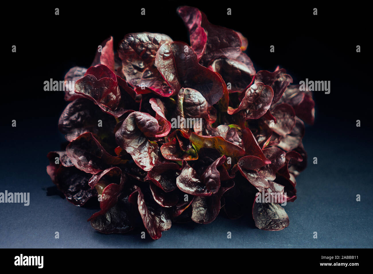 Red Oak Leaf Salat Salat auf schwarzem Hintergrund Stockfoto