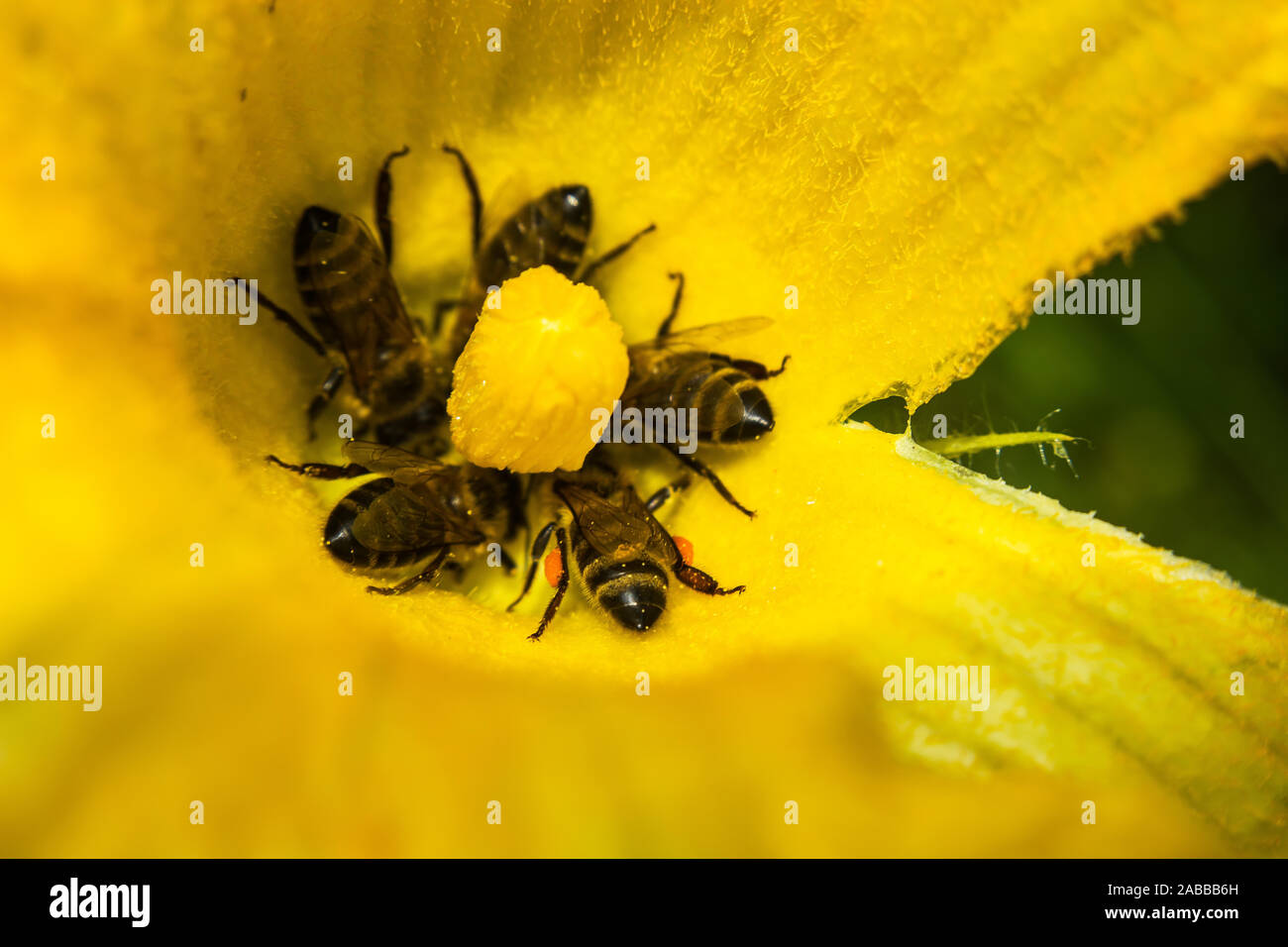 Bienen Nektar sammeln von a pumpkin Blume - Detailansicht Stockfoto