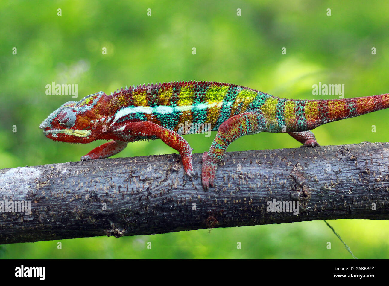 Chameleon panther entlang eine Niederlassung, Indonesien Stockfoto