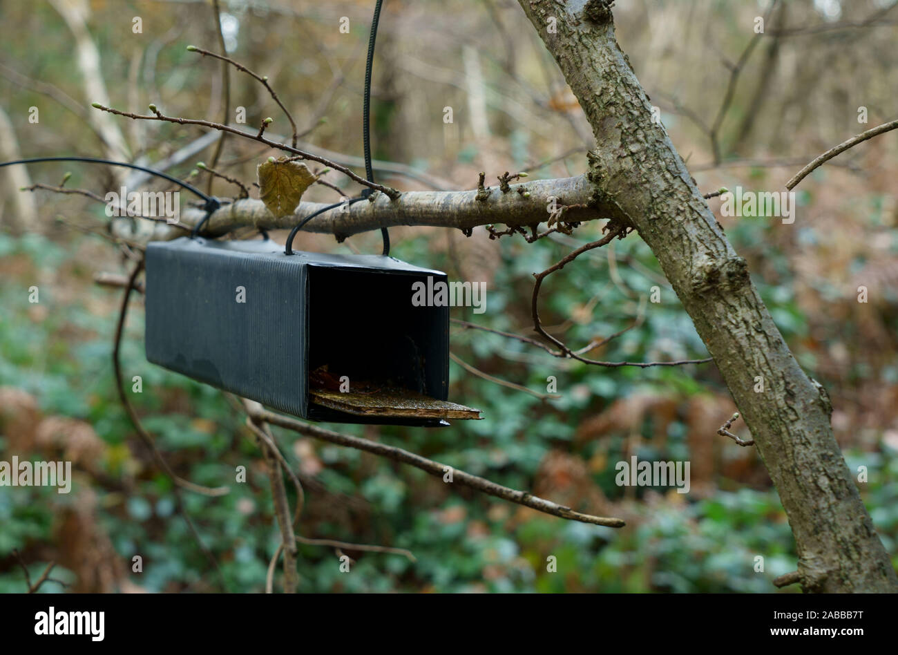 Kunststoff Siebenschläfer Nest Box an einen Baum im Wald gebunden. Stockfoto