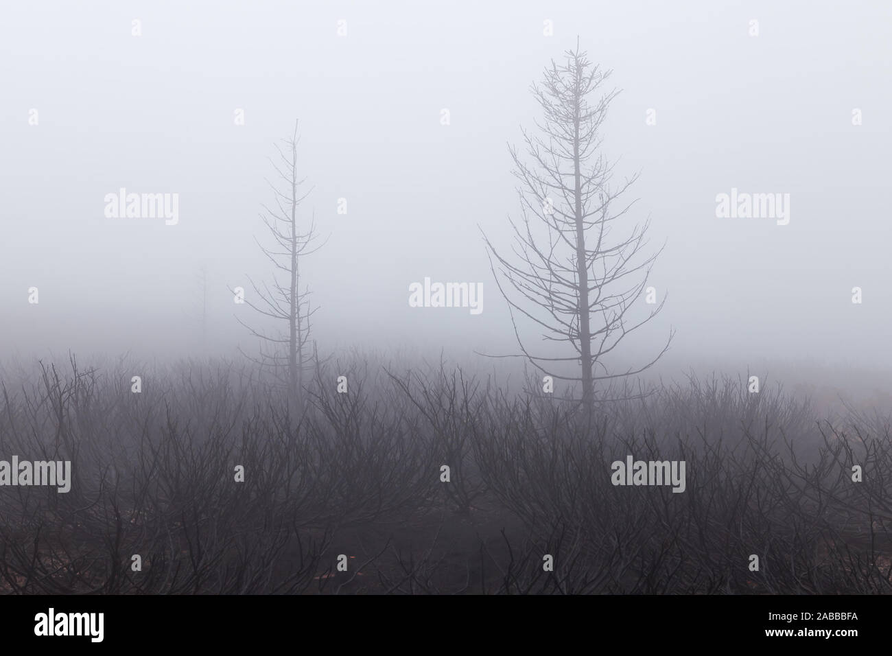 Weiche, Misty, Moody Szene von verbrannten Wacholder Pflanzen im Vordergrund, Esche dunkel und Hintergrund Bäume nach einem Berg Feuer Stockfoto