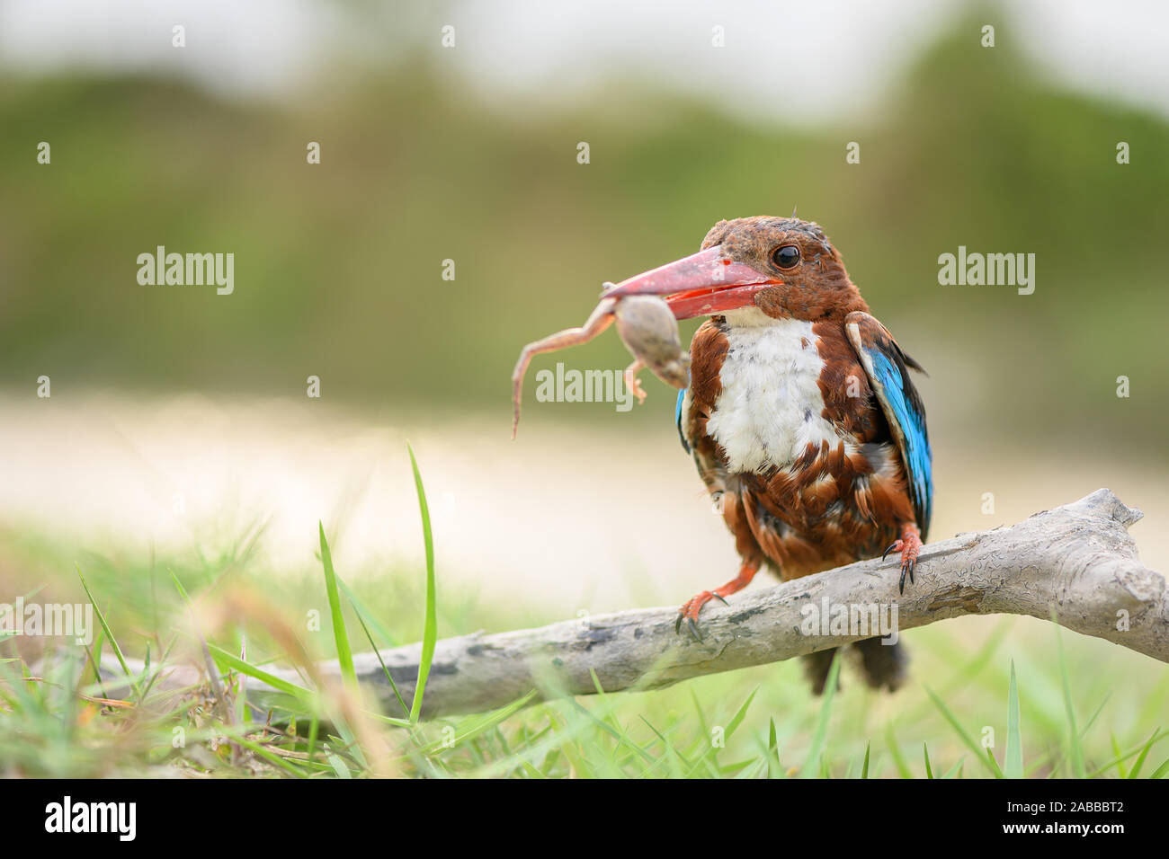 Kingfisher essen ein Frosch, Indonesien Stockfoto