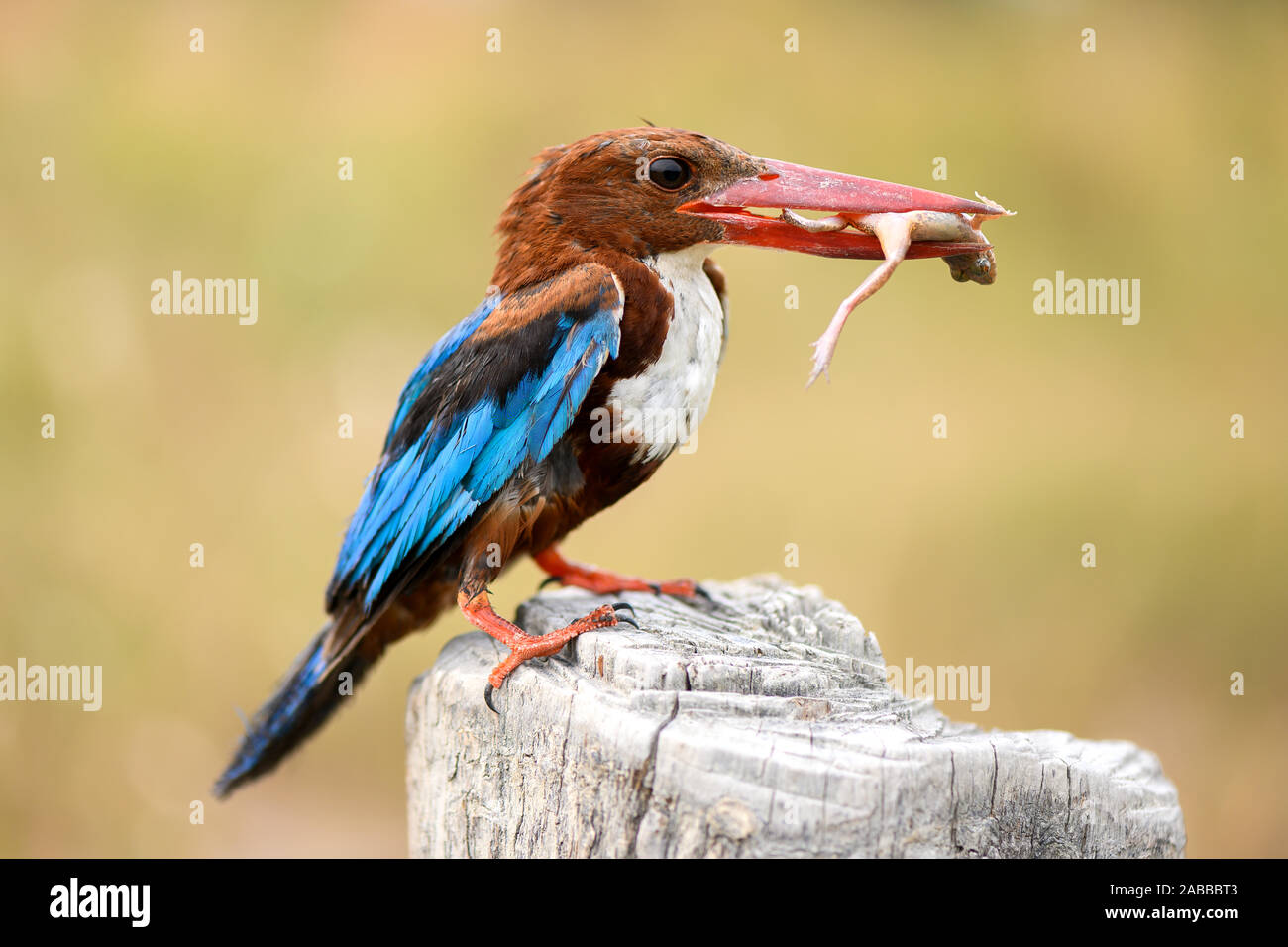 Kingfisher essen ein Frosch, Indonesien Stockfoto
