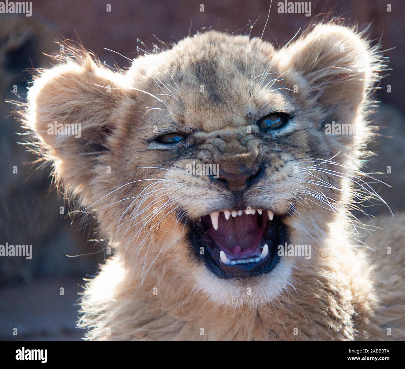 Porträt eines Lion cub, Südafrika Stockfoto