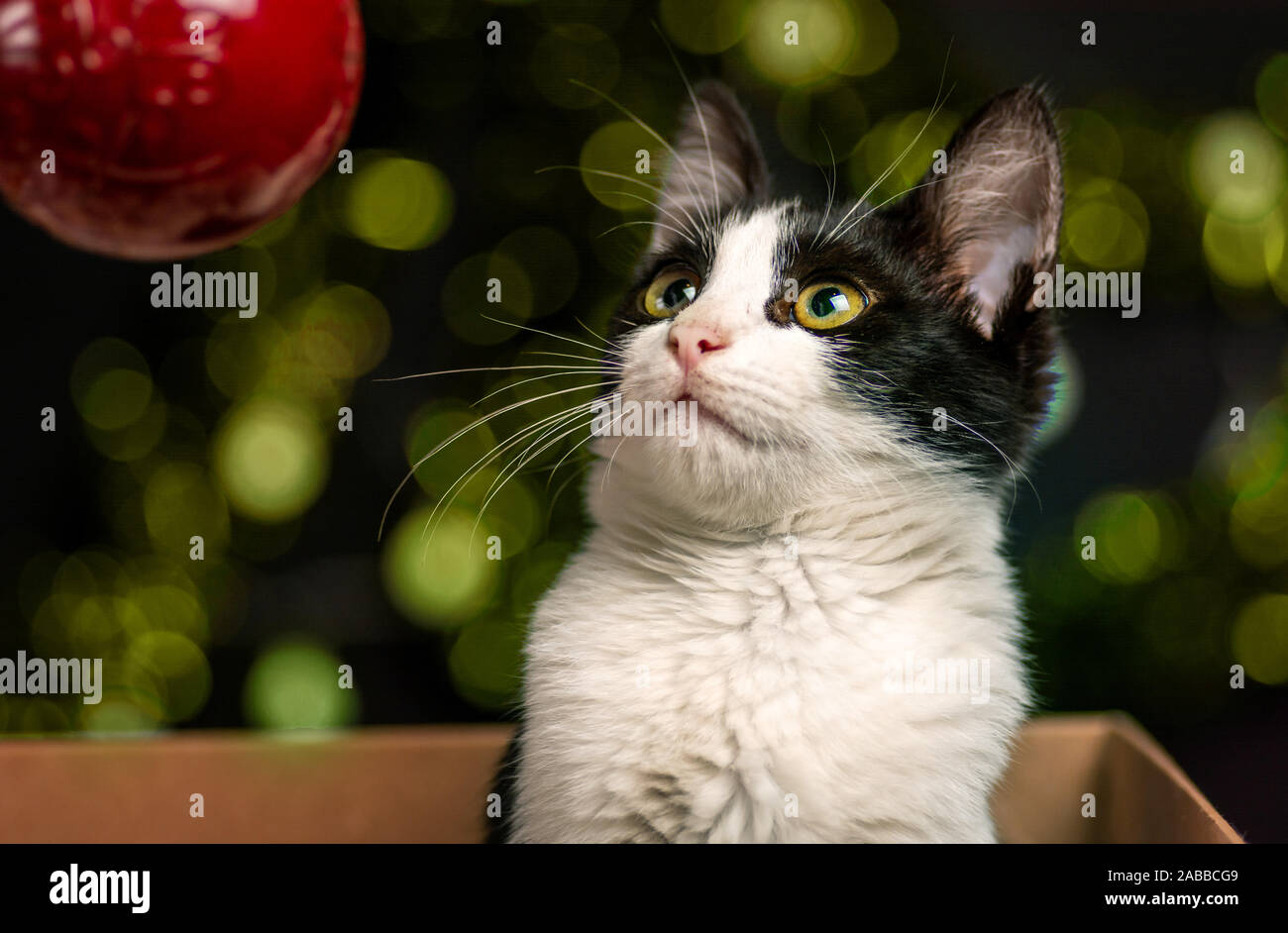Kitty Cat und Festliche Weihnachtsdekorationen Hintergrund Stockfoto