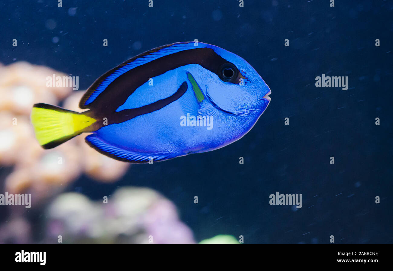 Paracanthurus hepatus exotische Fische von Findet Nemo film Stockfoto