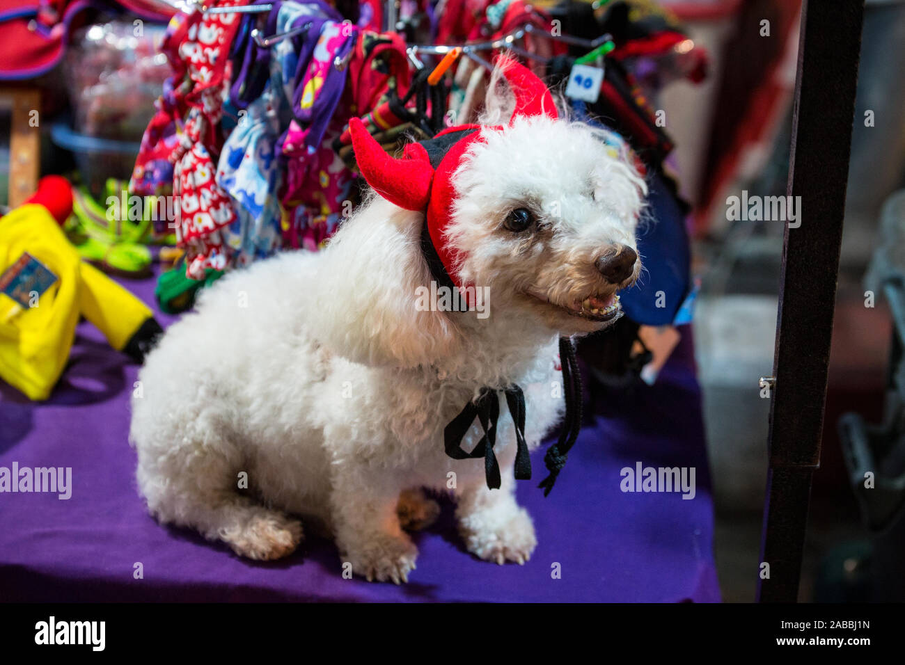 Cute white curly Hund sitzt auf der Tabelle im exotischen Markt in Thailand Stockfoto