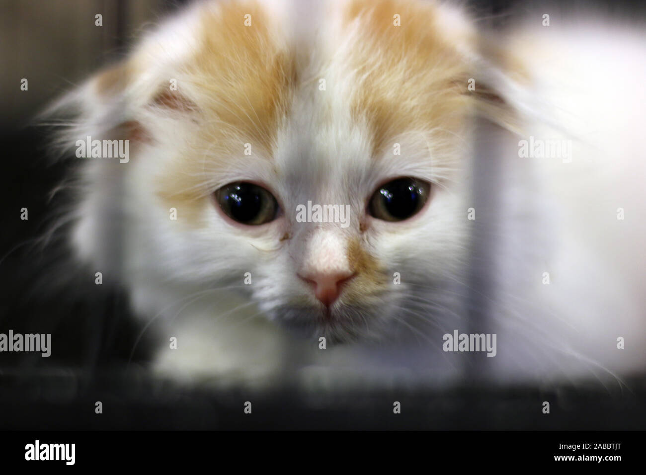 Katze scharf aussieht Stockfoto