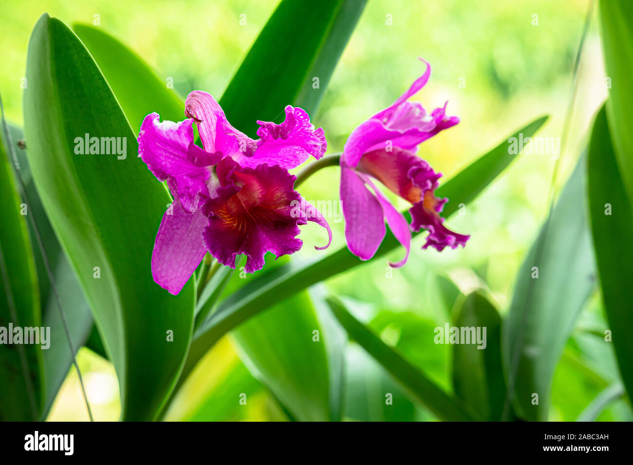 Blühende schöne rosa Orchidee Stockfoto