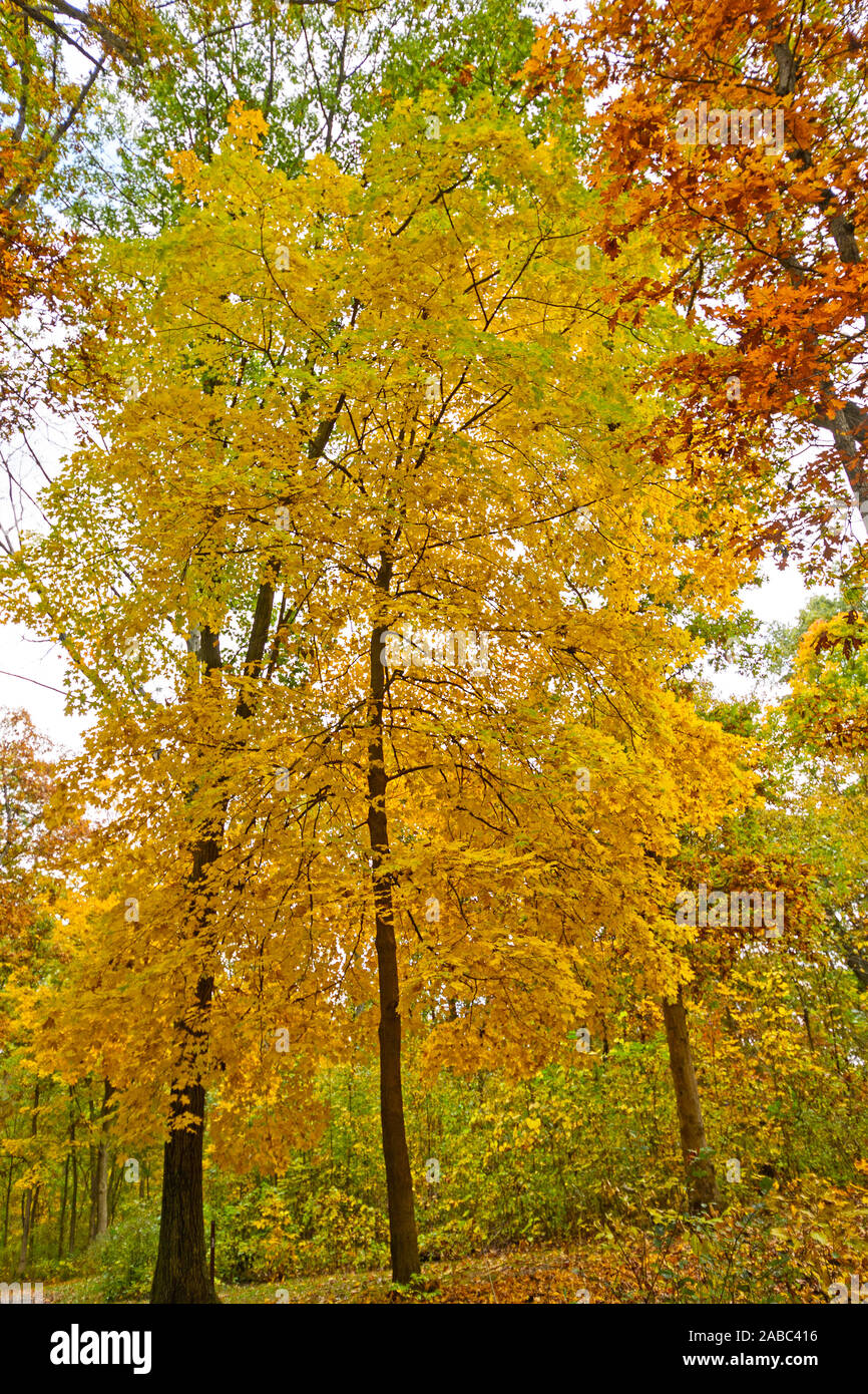 Gelbe Baum im Herbst in Nelson Dewey State Park in Wisconsin Stockfoto