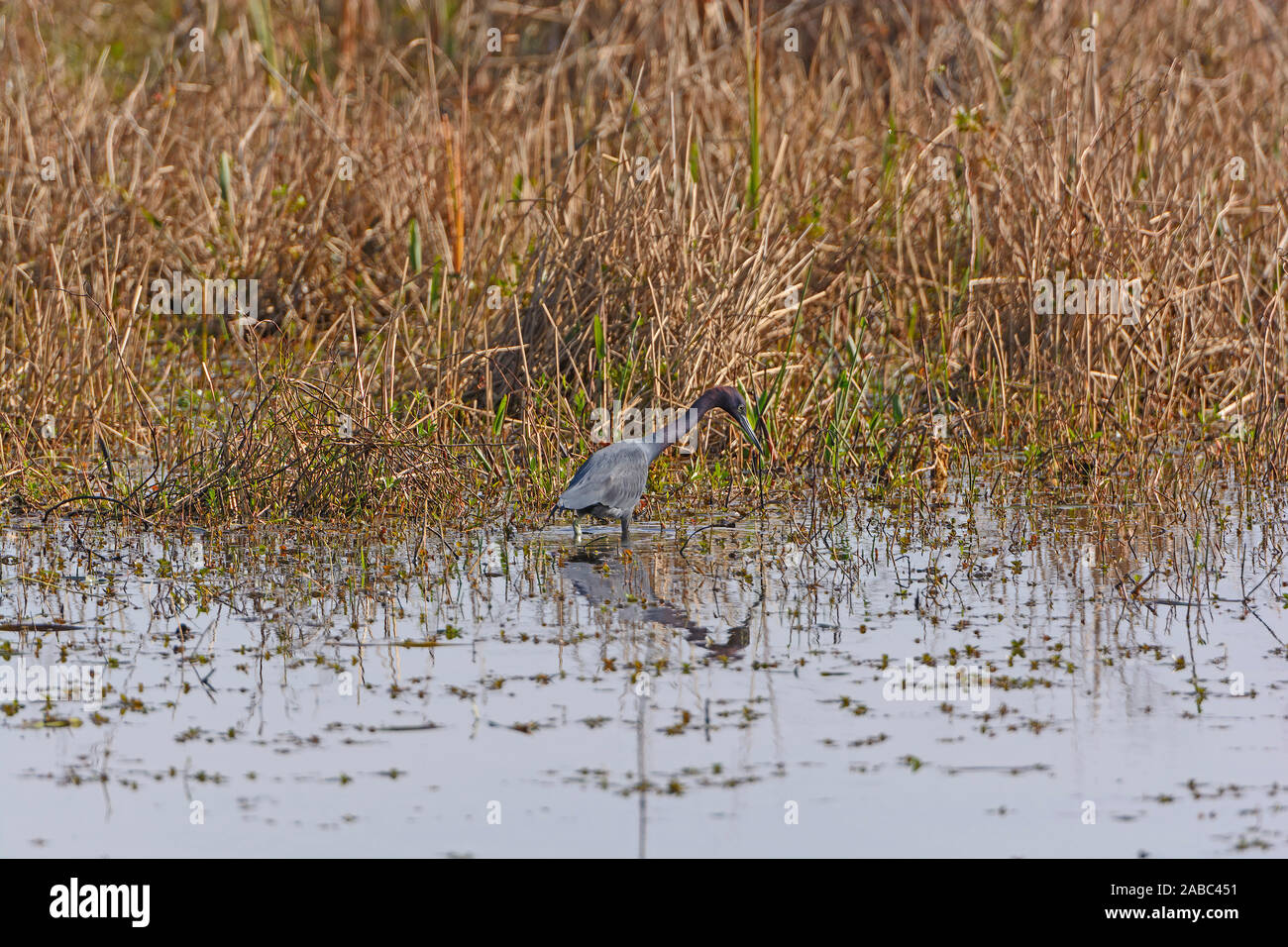 Little Blue Heron auf der Jagd in einem Bayou Feuchtgebiet in der Cameron Prairie National Wildlife Refuge in Louisiana Stockfoto