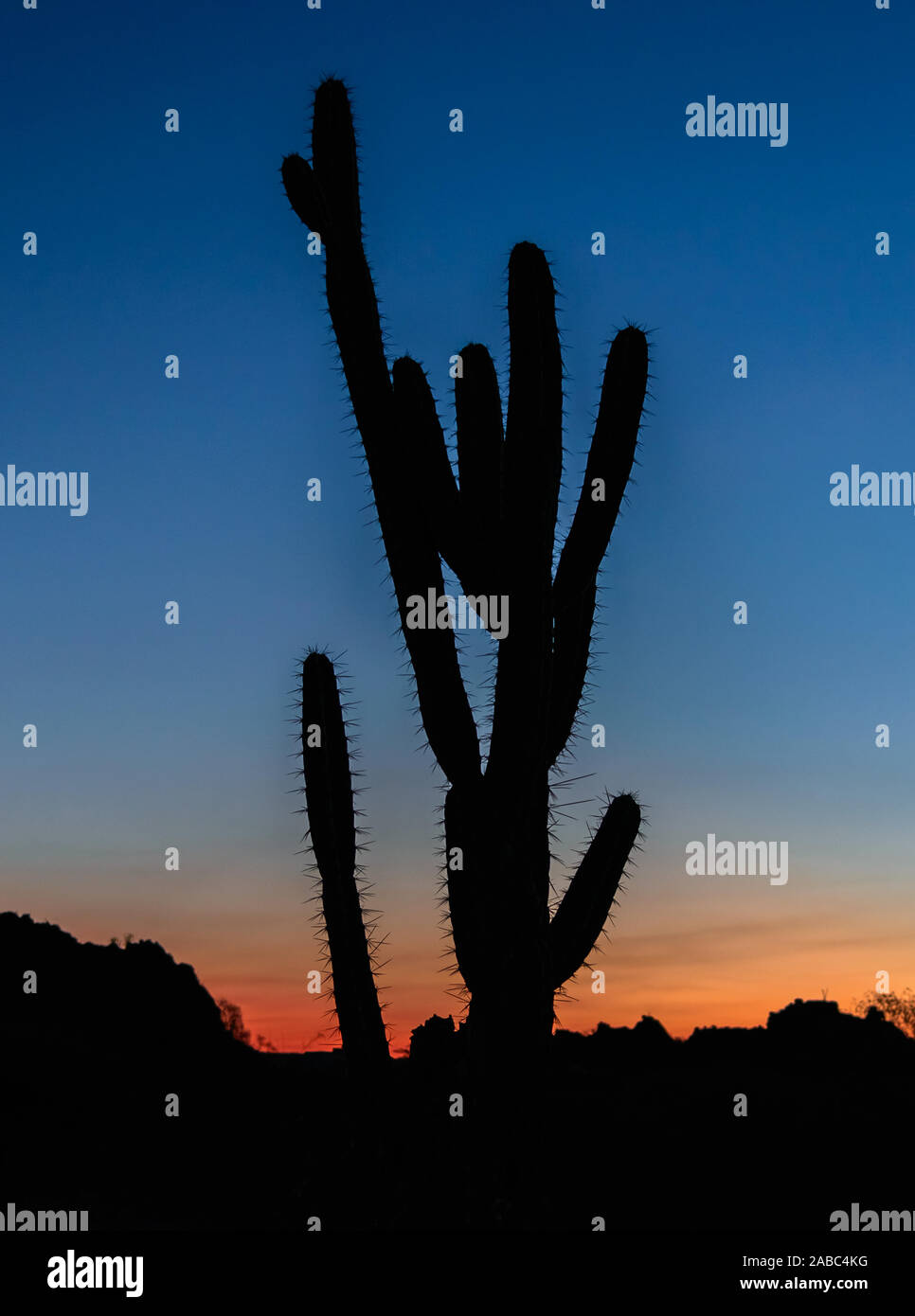 Riesigen Kakteen steht gegen die bunten Himmel bei Sonnenuntergang in der wasserarmen Region Cerrado. Canudos, NE Brasilien, Südamerika. Stockfoto