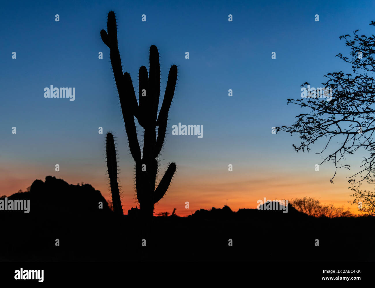 Riesigen Kakteen steht gegen die bunten Himmel bei Sonnenuntergang in der wasserarmen Region Cerrado. Canudos, NE Brasilien, Südamerika. Stockfoto