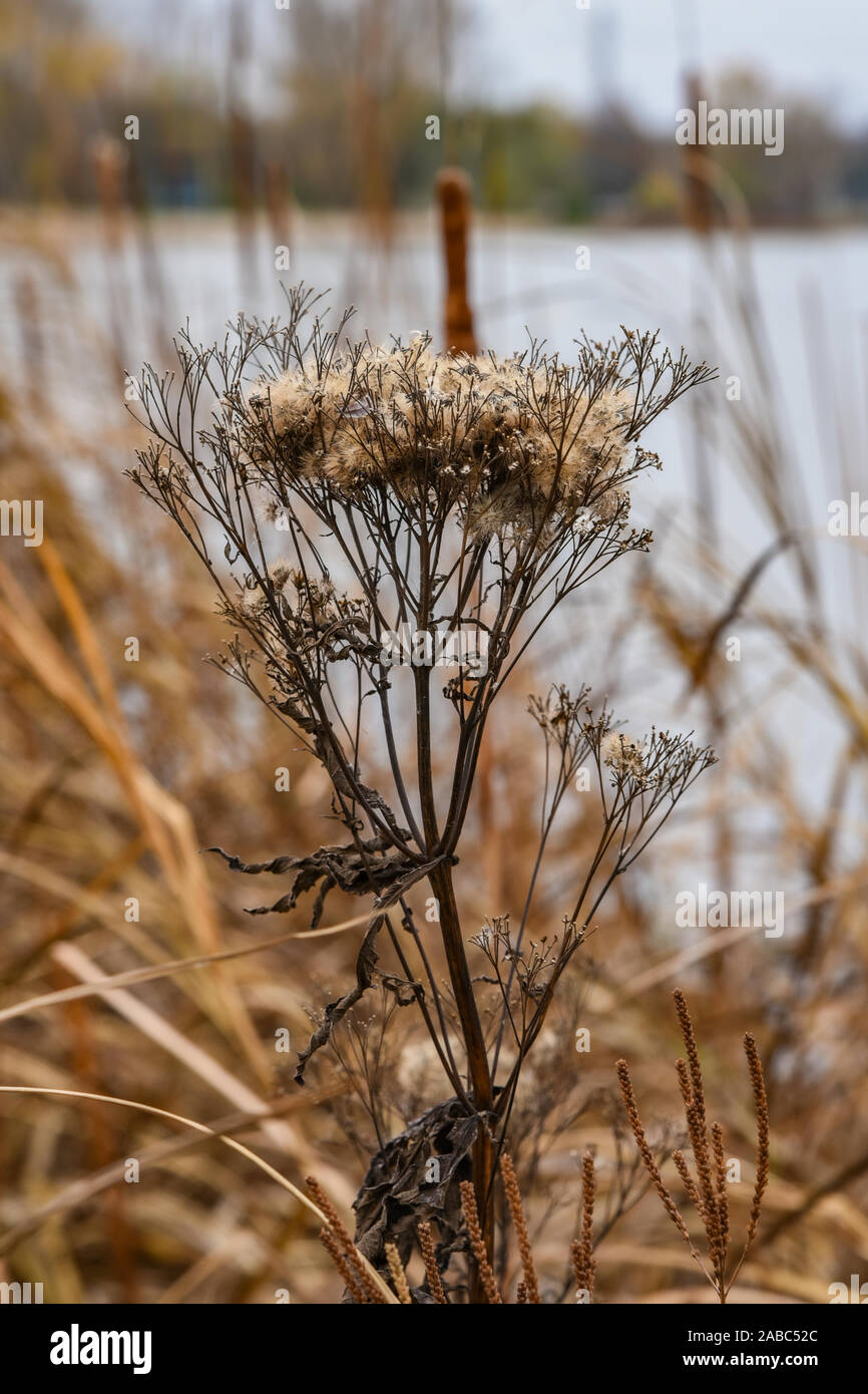 Wild tote Pflanze Stockfoto