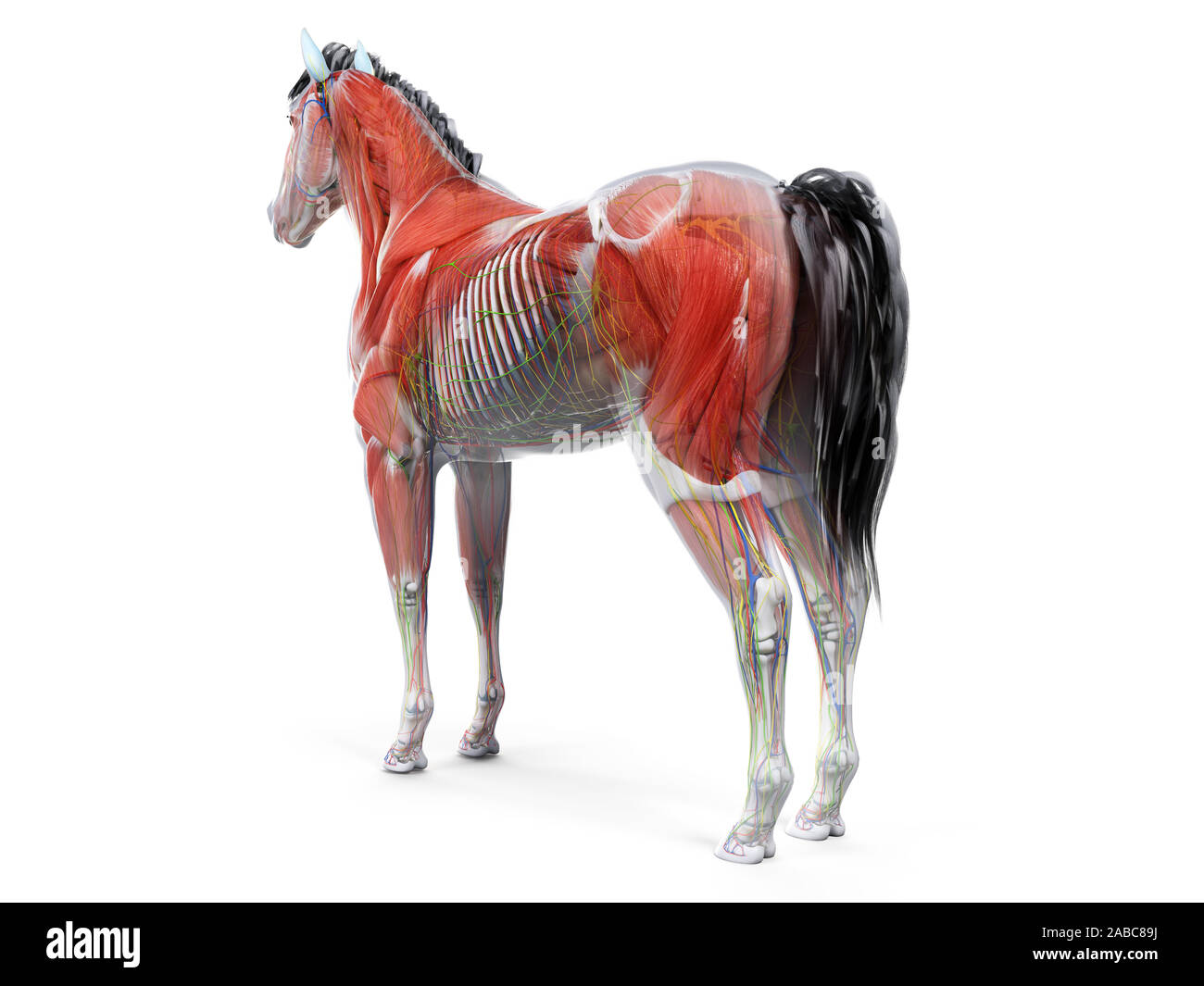 Gerenderten 3D-Anatomie des Pferdes Anatomie Stockfoto
