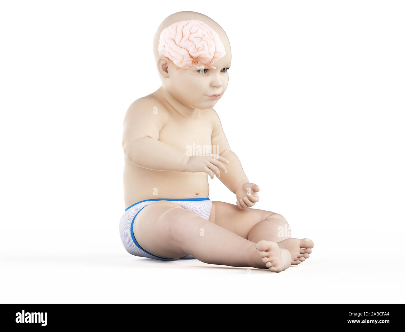 3D-gerenderte medizinisch genauen Abbildung des Gehirns eines Babys Stockfoto