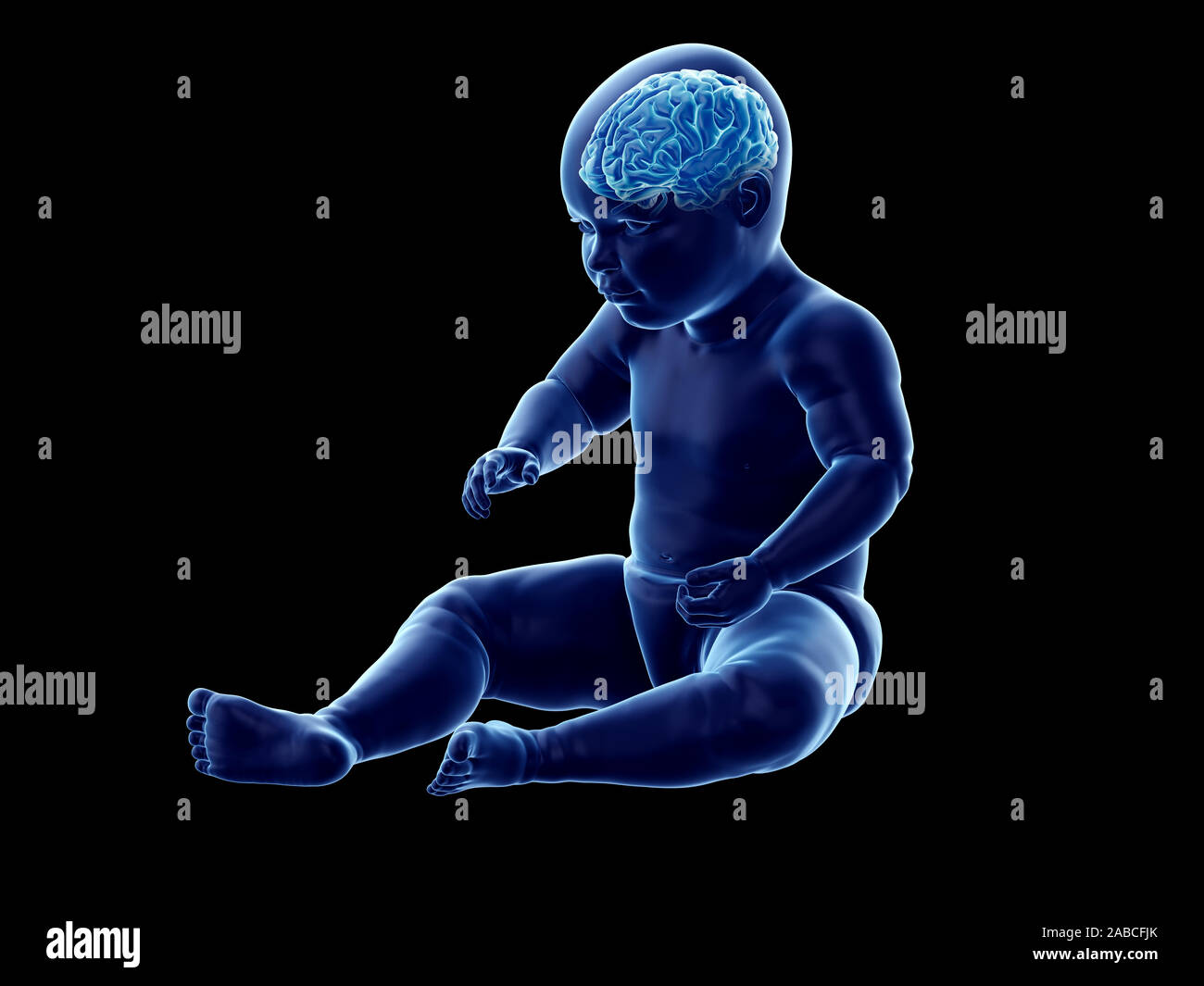 3D-gerenderte medizinisch genauen Abbildung des Gehirns eines Babys Stockfoto