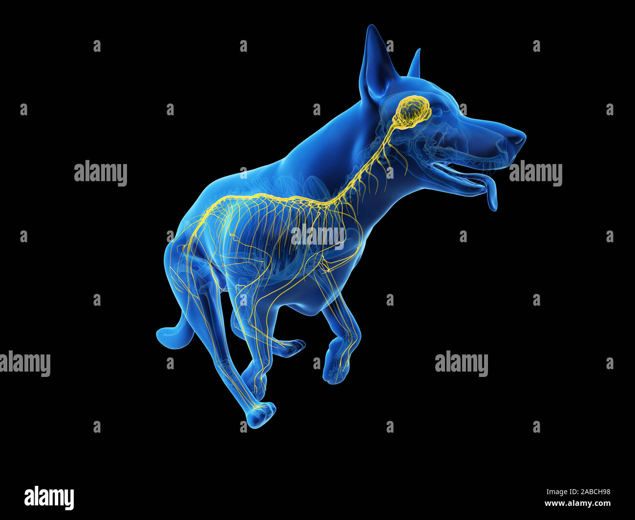 3d-medizinisch genaue Abbildung eines Hunde nervös gemacht Stockfoto