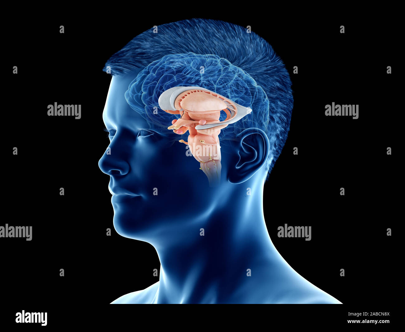 3D-gerenderte Medizinisch genaue Abbildung der Anatomie des Gehirns - Der interne Anatomie Stockfoto