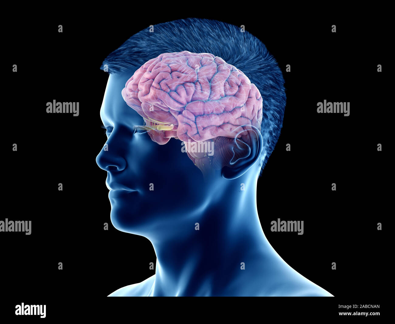 3D-gerenderte Medizinisch genaue Abbildung der Anatomie des Gehirns - der Cortex Stockfoto