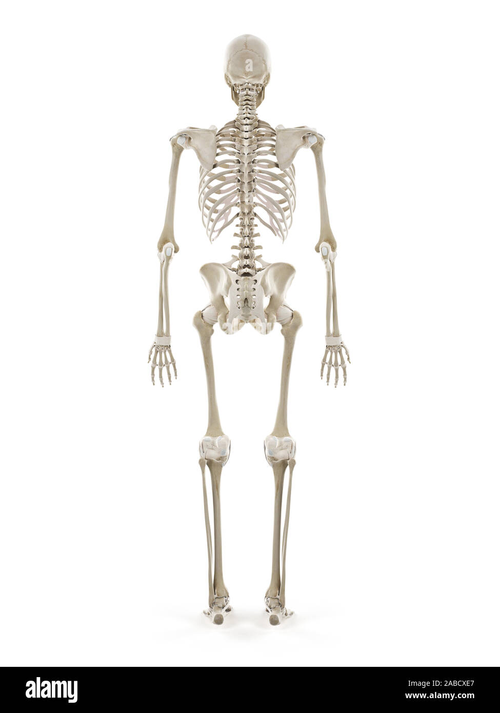 3D-gerenderte medizinisch genauen Abbildung des menschlichen Skeletts Stockfoto