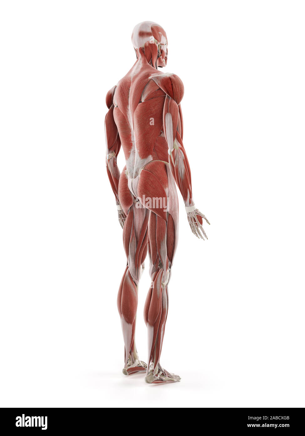 3D-gerenderte Medizinisch genaue Abbildung der menschlichen Muskulatur Stockfoto