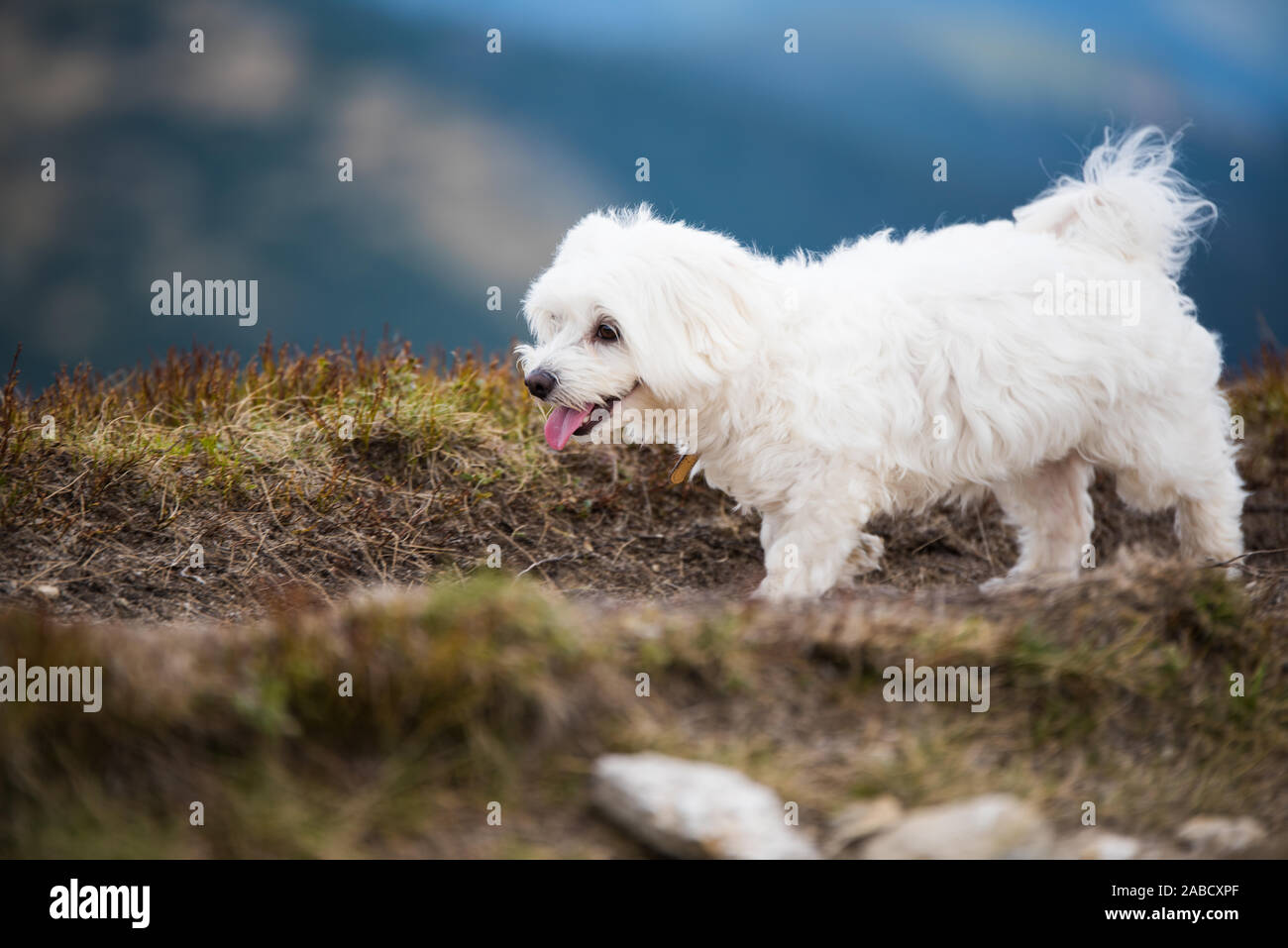 Malteser Hund auf anstrengende Wanderung Stockfoto