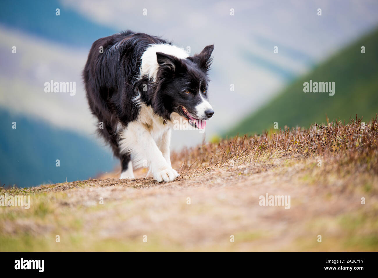 Border Collie auf anstrengende Wanderung Stockfoto