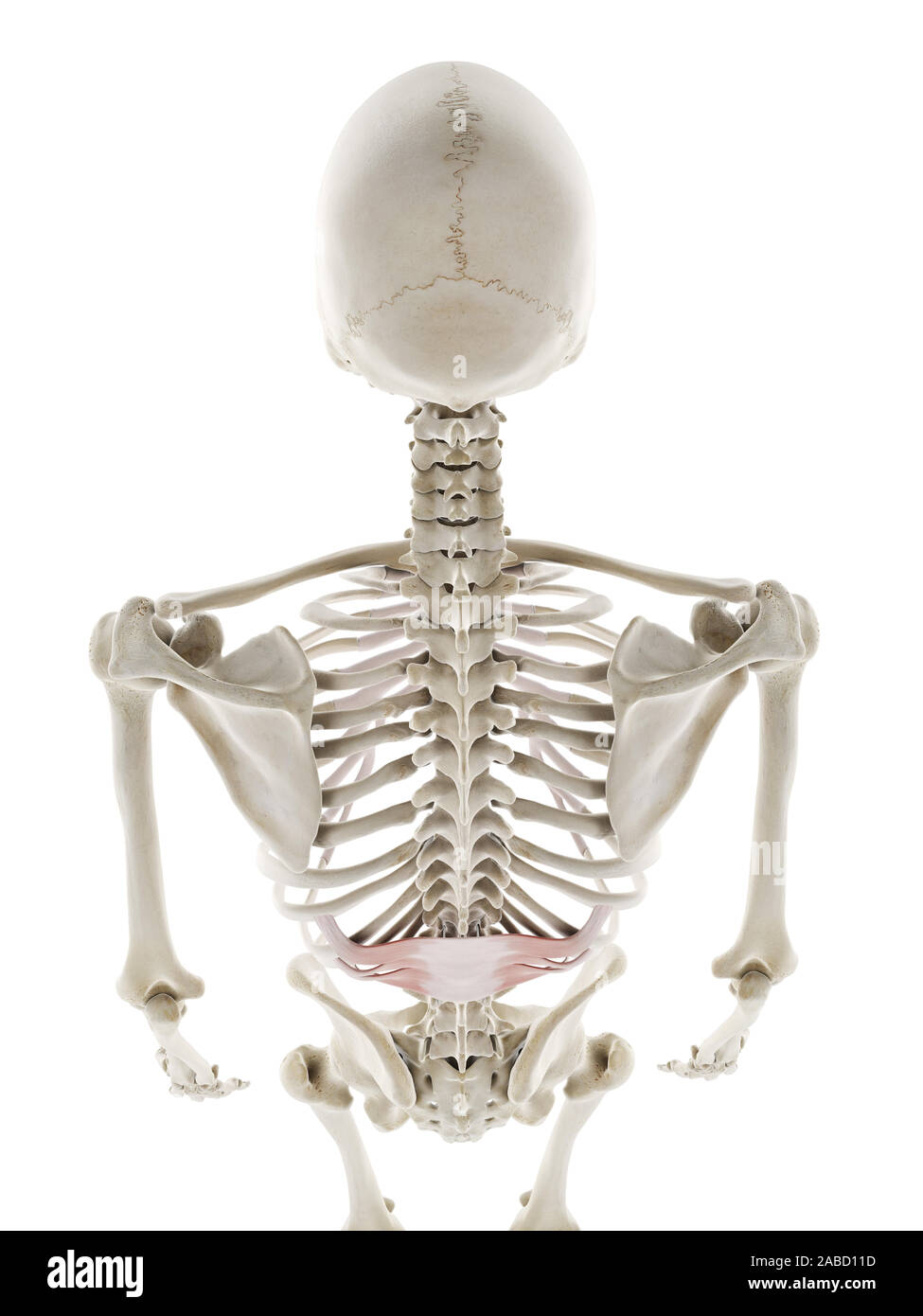 3D-gerenderte Medizinisch genaue Abbildung der serratus posterior inferior Stockfoto