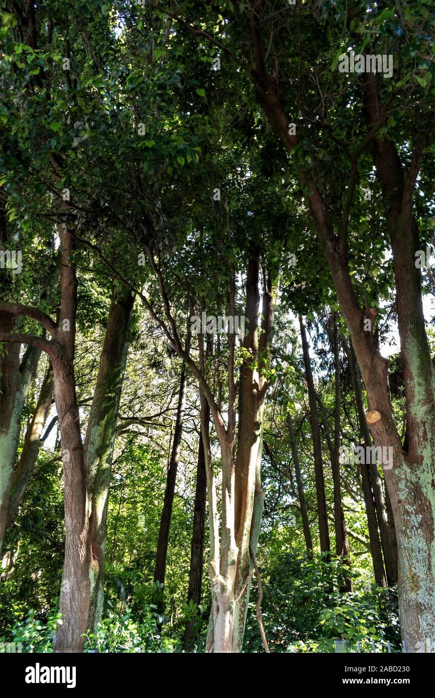 Goldene stunde Blick nach oben Der grüne grüne Bäume im Wald mit hohen Trunks gesprenkelte durch Sonnenlicht Stockfoto