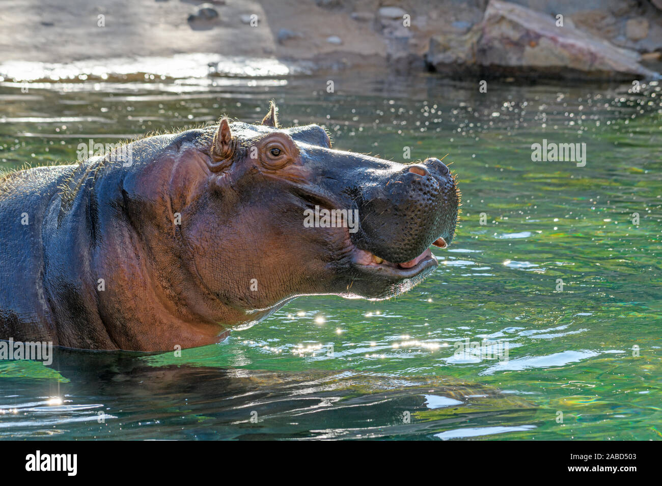 Hippopotamus - (Hippopotamus amphibius) oder Fluss Pferd mit Kopf über Wasser Stockfoto