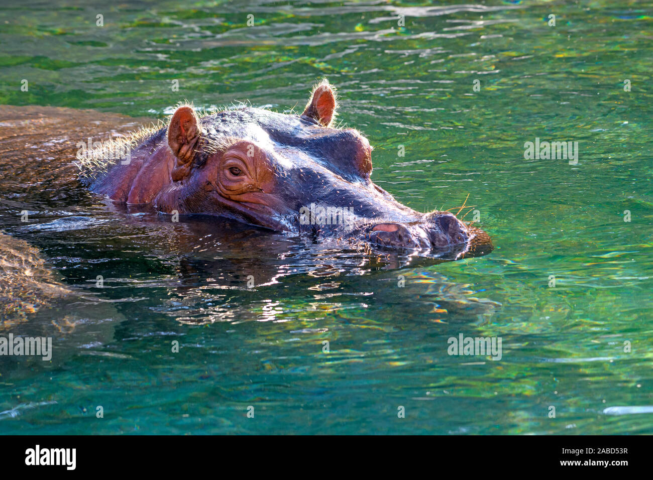 Hippopotamus - (Hippopotamus amphibius) oder Fluss Pferd mit Kopf über Wasser Stockfoto