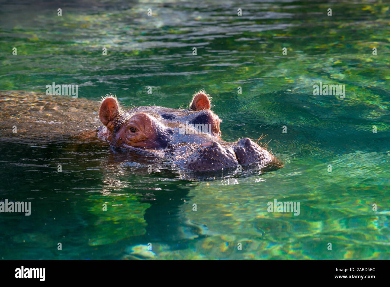 Hippopotamus - (Hippopotamus amphibius) oder Fluss Pferd mit Kopf über Wasser Stockfoto