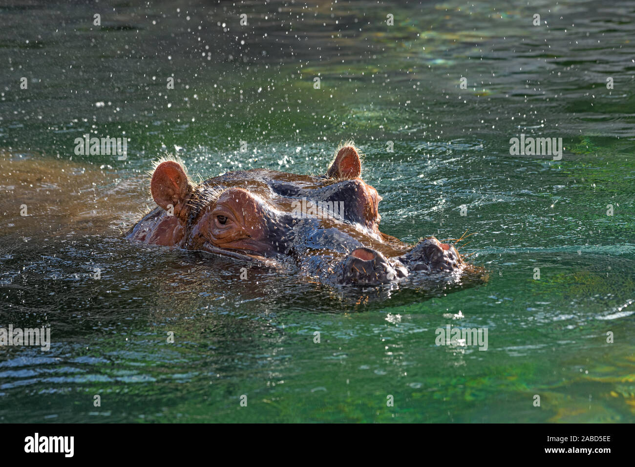 Hippopotamus - (Hippopotamus amphibius) oder Fluss Pferd mit Kopf über Wasser spritzen Stockfoto