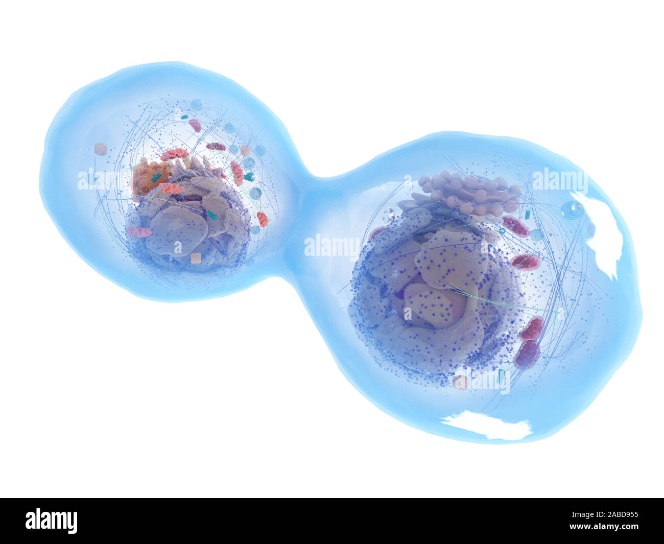 3D-gerenderte Medizinisch genaue Abbildung einer Aufteilung der menschlichen Zelle Stockfoto