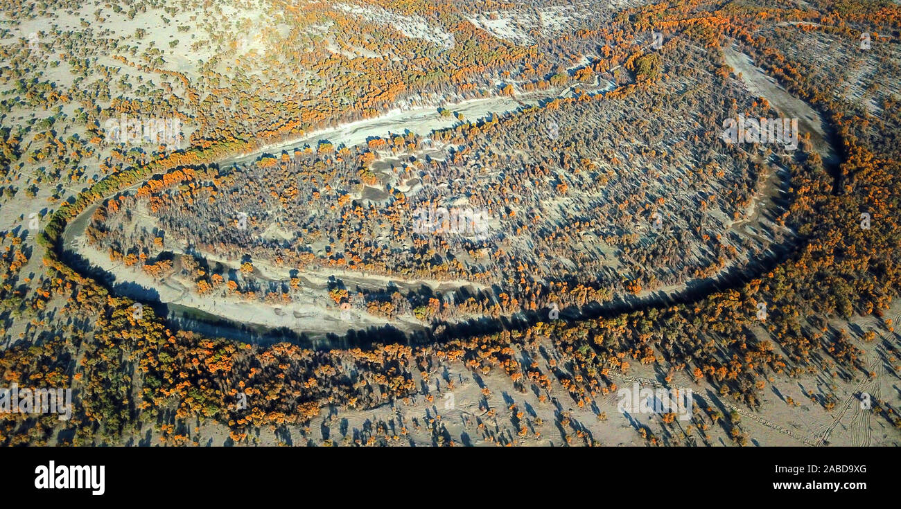 Ein Vogel der Wüste Pappel Holz wächst in der Nähe der Tarim Fluß in Bugur County, Bayingolin Präfektur, Nordwesten Chinas Uiguren Xinjiang autonome R Stockfoto