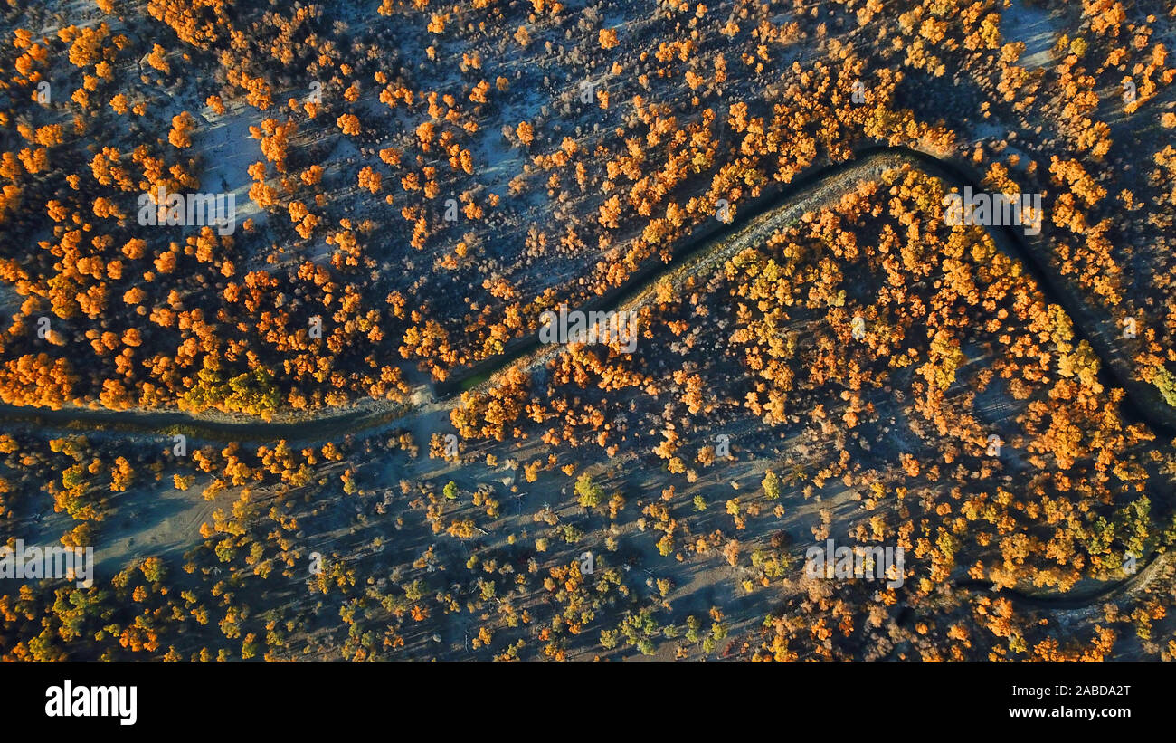 Ein Vogel der Wüste Pappel Holz wächst in der Nähe der Tarim Fluß in Bugur County, Bayingolin Präfektur, Nordwesten Chinas Uiguren Xinjiang autonome R Stockfoto