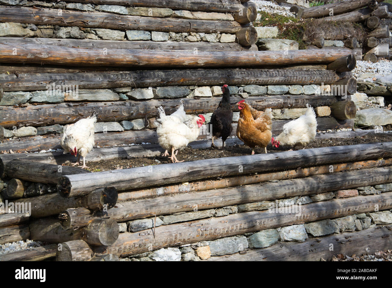 Frei laufende Hühner auf einem Bauernhof in Österreich. Stockfoto
