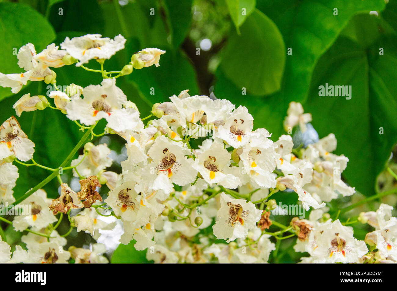 Baum mit großen weißen Blüten Catalpa bignonioides. Stockfoto