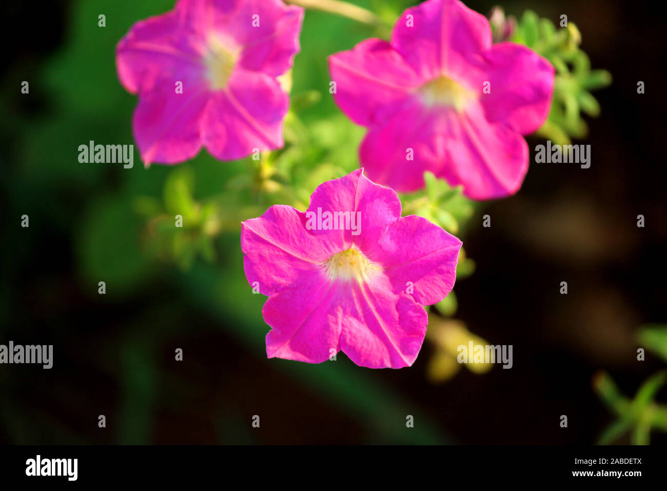 Moostierchenart Blume lila gefärbt während morgen Zeit geklickt Stockfoto