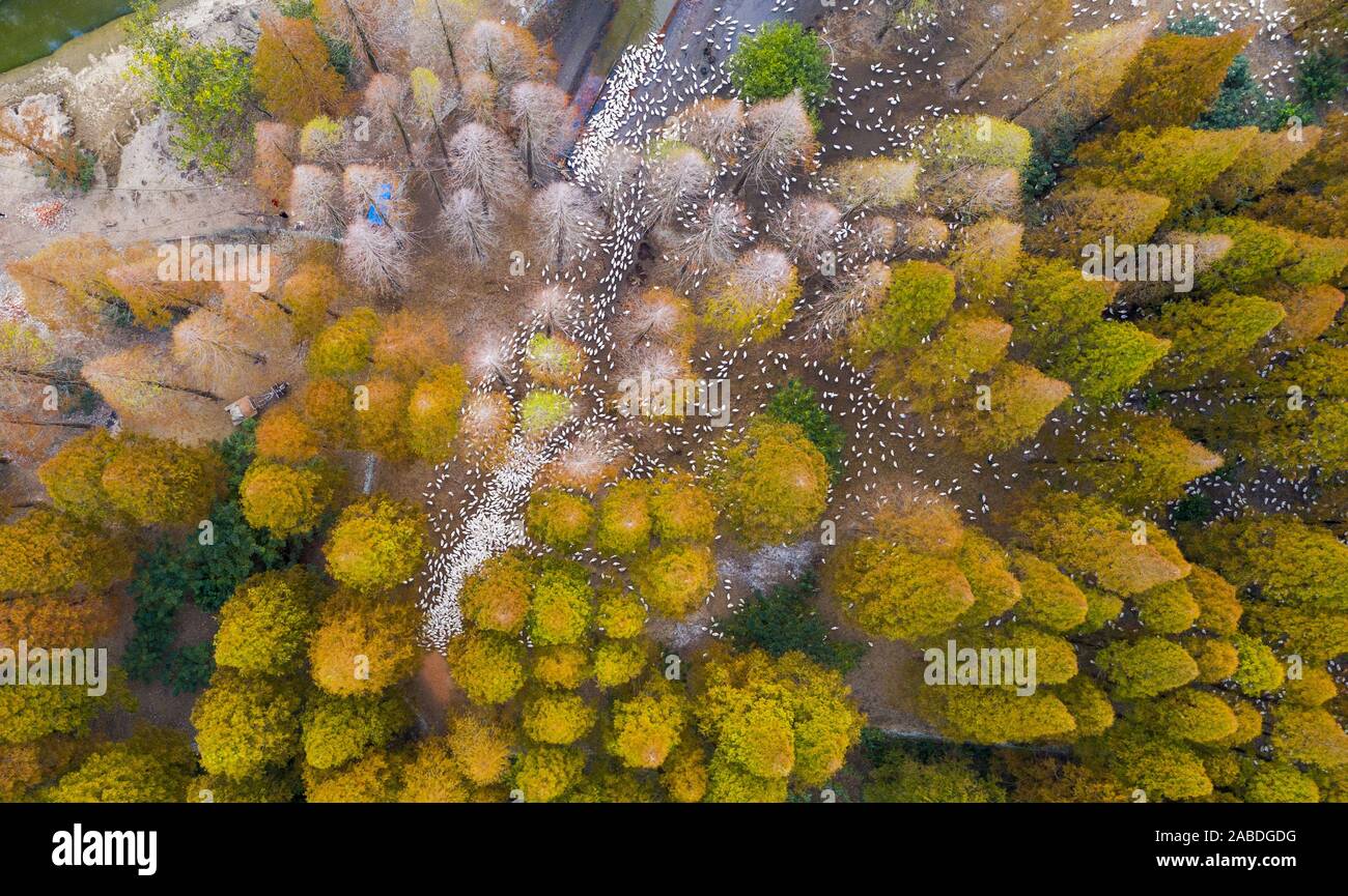 Luftaufnahme der metasequoia, auch als Dawn aus rotem Holz Wald in Sihong Grafschaft, Stadt Suqian, der ostchinesischen Provinz Jiangsu, 26. Oktober 2019. Stockfoto