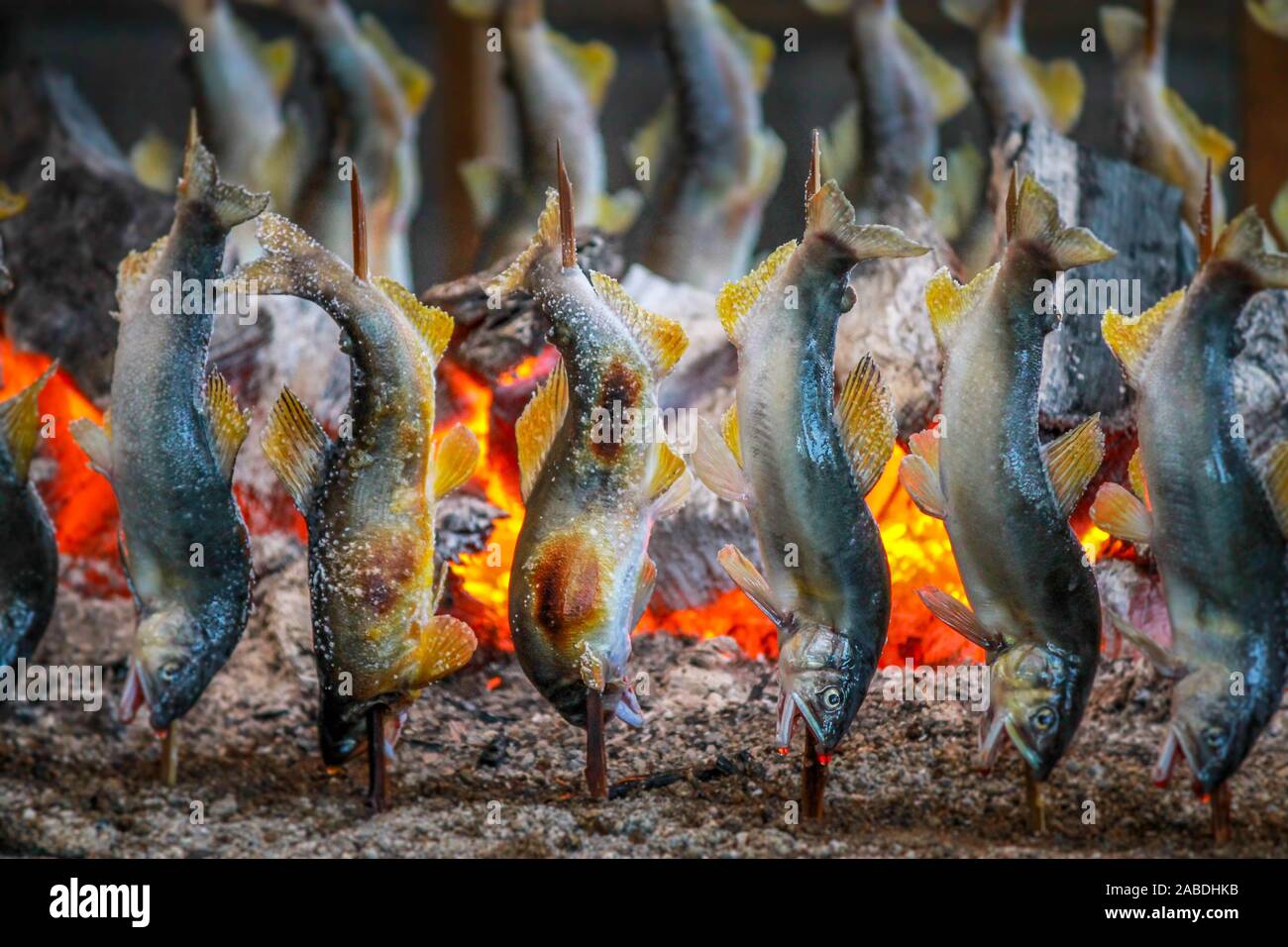 Fisch Ayu mit Salz, Holzkohle gegrillt in Tochigi in Japan. Stockfoto