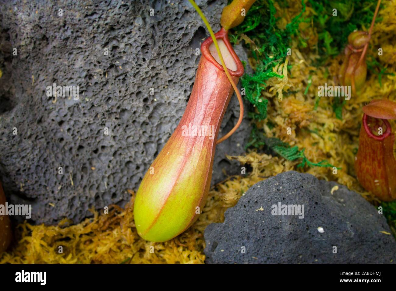 Close up isoliert Nepenthes Anlage. fleischfressende Pflanze. Stockfoto