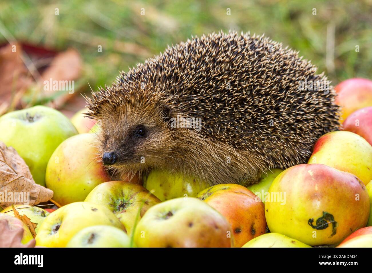 Igel (Erinaceus Europaeus) Stockfoto