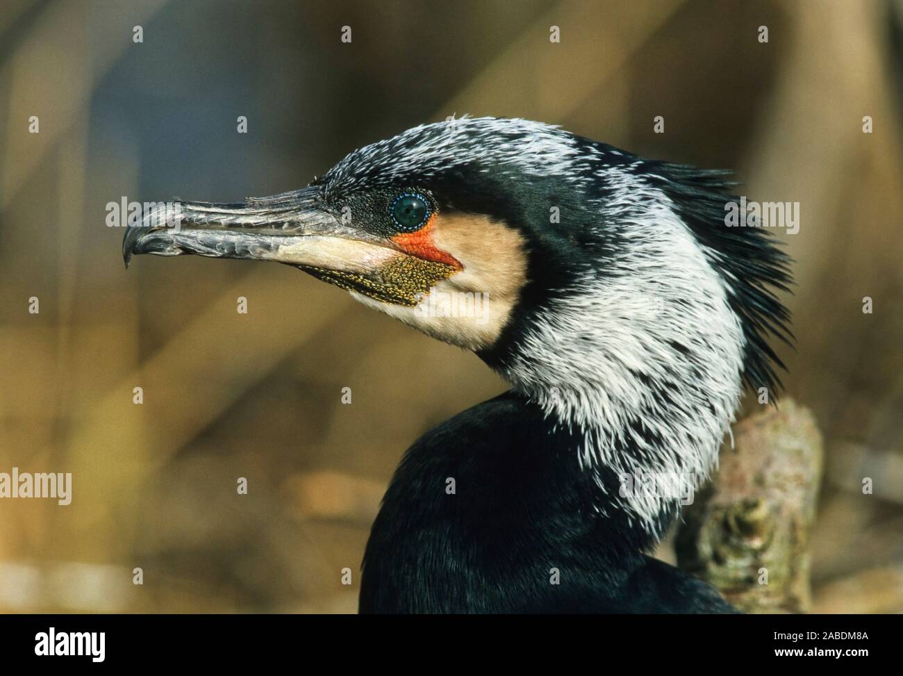 Kormoran (Phalacrocorax Carbo) Stockfoto