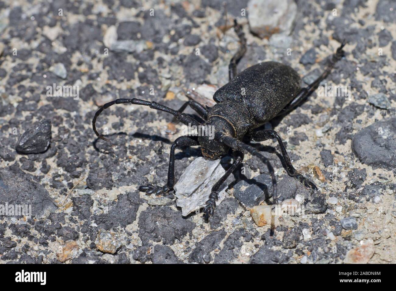Schwarzer Weberbock (Lamia textor) Stockfoto