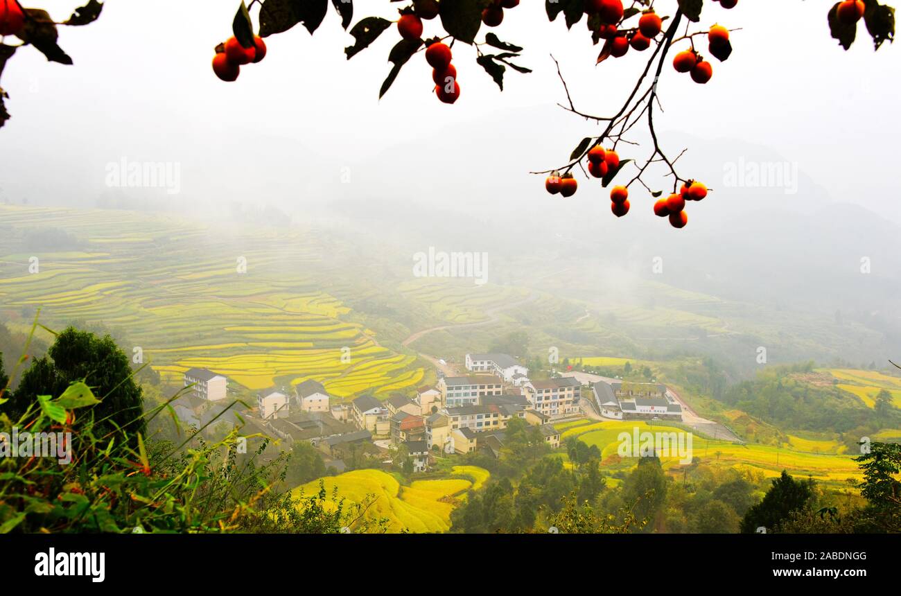 Ein Luftbild von zwei tausend Morgen Reisfelder zu gelb wie der Herbst bringt erwartbaren Ernte in Zhuxi Stadt, Xianju County, Taizhou city, Eas Stockfoto