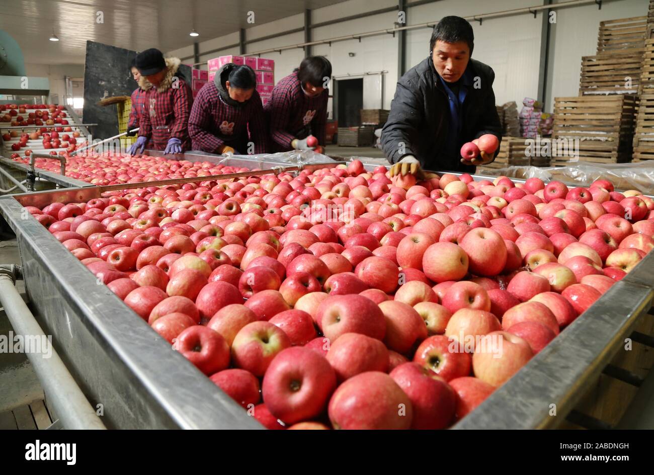 ---- Farmers wählen Sie Äpfel, die in Indien, den USA, Australien, etc. in der Grafschaft Wanrong exportiert werden sollen, Xuzhou City, Central China Shanxi prov Stockfoto